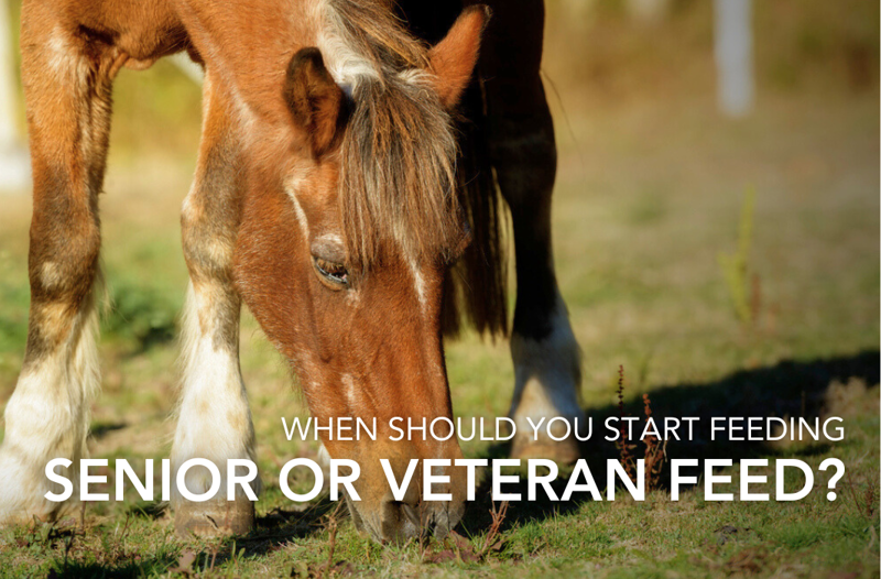When Should You Start Feeding 'Senior' Or 'Veteran' Feed? | Equine Science Matters?